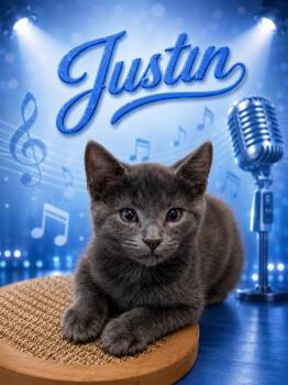 Tabby Cats Available for Adoption in Greenville, Delaware - Justin (FCID# 05/12/2026 - 45 Middletown PS) DC | PetCurious