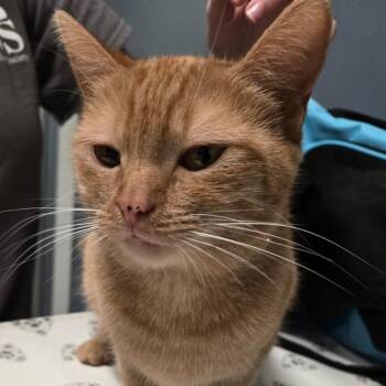 Daffodil -  Domestic Short Hair Cat for Adoption in Kennebunk, Maine - Daffodil | PetCurious