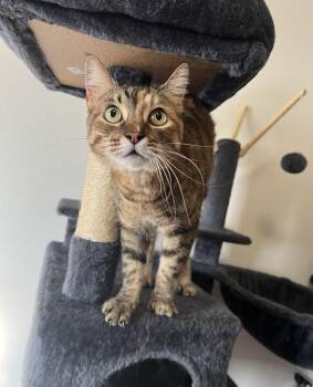 Rescue Domestic Short Hair Cats for Adoption in Manhattan, Kansas - Sunshine | PetCurious