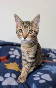 Jack (in foster) -  Domestic Short Hair Cat for Adoption in Lacon, Illinois - Jack (in Foster) | PetCurious