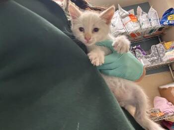 BLUEY -  Domestic Short Hair Cat for Adoption in Riverside, California - BLUEY | PetCurious