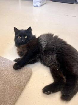 Domestic Long Hair Cats Available for Adoption in Webster, Wisconsin - Fletcher | PetCurious