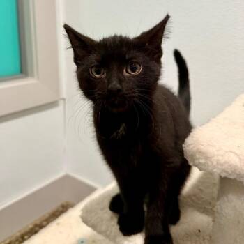 Domestic Short Hair Cats Available for Adoption in Louisville, Kentucky - Netflix | PetCurious