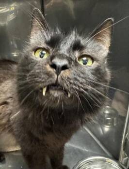 Gatsby -  Domestic Medium Hair and Domestic Short Hair Cat for Adoption in Fishers, Indiana - Gatsby | PetCurious