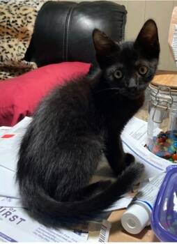 Rescue Domestic Short Hair Cats for Adoption in Fort Worth, Texas - Raven | PetCurious