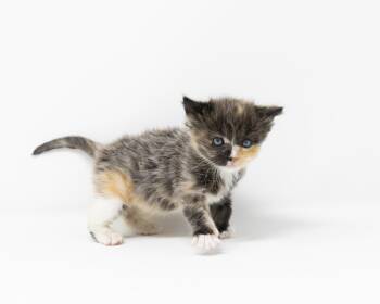 Calico Cats Available for Adoption in Trophy Club, Texas - Xena | PetCurious