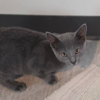 Corky -  Domestic Short Hair Cat for Adoption in Muncie, Indiana - Corky | PetCurious