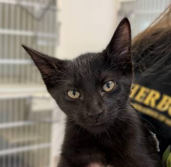 Slytherin -  Domestic Short Hair Cat for Adoption in Slidell, Louisiana - Slytherin | PetCurious