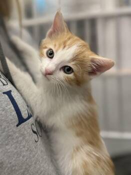 Columbus -  Domestic Short Hair Cat for Adoption in Fruit Heights, Utah - Columbus | PetCurious