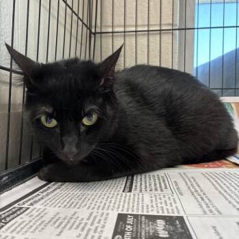 Petey -  Domestic Short Hair Cat for Adoption in San Antonio, Texas - Petey | PetCurious