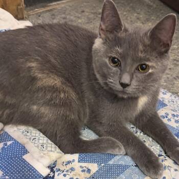 Bat -  Domestic Short Hair Cat for Adoption in Hopewell, Virginia - Bat | PetCurious