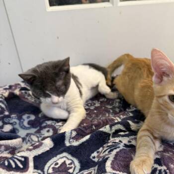 Olive -  Domestic Short Hair Cat for Adoption in Tallahassee, Florida - Olive | PetCurious