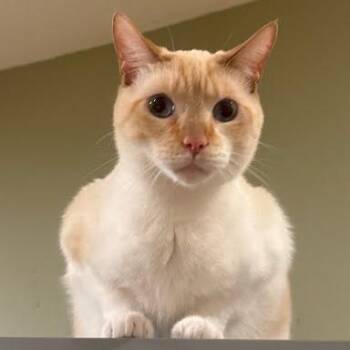 Domestic Short Hair and Siamese Cats Available for Adoption - Christopher | PetCurious