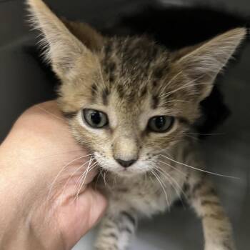 Toad -  Domestic Short Hair Cat for Adoption in Galveston, Texas - Toad | PetCurious