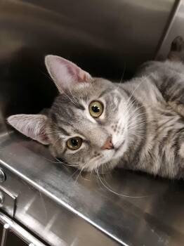 Rescue Domestic Short Hair Cats for Adoption in Pueblo, Colorado - Hansel (Male)l & Gretel (Female) (Bonded Pair) | PetCurious