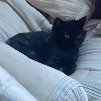 Barney -  Domestic Long Hair Cat for Adoption in Victoria, British Columbia - Barney | PetCurious