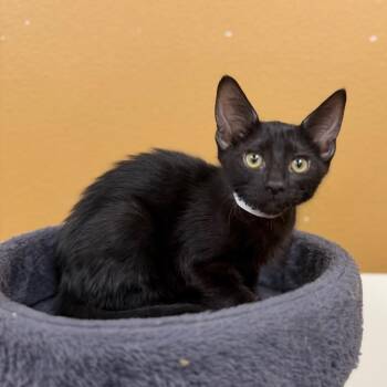 Mackerel 54039 -  Domestic Short Hair Cat for Adoption in Las Vegas, Nevada - Mackerel 54039 | PetCurious