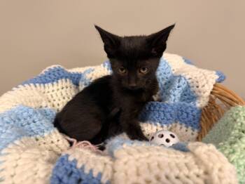 Harvey -  Domestic Short Hair Cat for Adoption in Batesville, Arkansas - Harvey | PetCurious