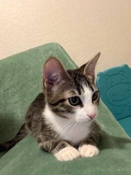 Jaguar -  Domestic Short Hair Cat for Adoption in San Antonio, Texas - Jaguar | PetCurious