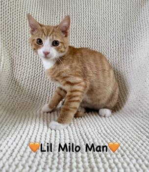 Lil Milo Man -  Domestic Short Hair Cat for Adoption in Copley, Ohio - Lil Milo Man | PetCurious