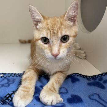 Peaches -  Domestic Short Hair Cat for Adoption in Champaign, Illinois - Peaches | PetCurious