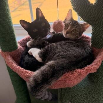 Babou & Toof -  Tabby and Bombay Cat Available for Adoption in UNIVERSITY PA, Maryland - Babou & Toof | PetCurious