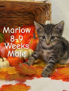 Rescue Domestic Short Hair Cats for Adoption in Tama, Iowa - Marlow | PetCurious