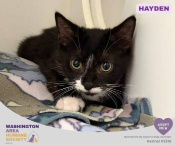 Hayden -  Domestic Short Hair Cat for Adoption in Eighty Four, Pennsylvania - Hayden | PetCurious