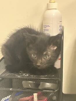 Darwin -  Domestic Short Hair Cat for Adoption in Greenfield, Indiana - Darwin | PetCurious
