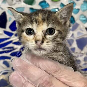 Domestic Short Hair Cats Available for Adoption in Pensacola, Florida - ORCHID | PetCurious
