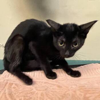 La Croix -  Domestic Short Hair Cat for Adoption in Pasadena, California - La Croix | PetCurious