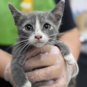 Harry -  Domestic Short Hair Cat for Adoption in Buffalo, Minnesota - Harry | PetCurious