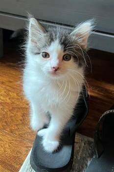 Domestic Short Hair Cats Available for Adoption in Sacramento, California - ELIZA | PetCurious