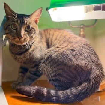 Winston Von Whiskers -  Tabby and Domestic Short Hair Cat for Adoption in Friendswood, Texas - Winston Von Whiskers | PetCurious