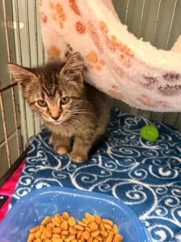 Charlie -  Domestic Short Hair Cat for Adoption in Rensselaer, Indiana - Charlie | PetCurious
