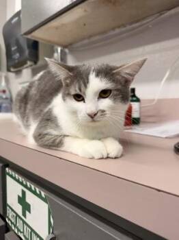 Domestic Short Hair Cats Available for Adoption - Bonsai | PetCurious