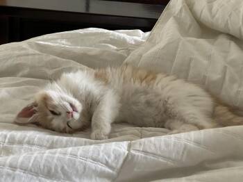 Spike -  Domestic Long Hair Cat for Adoption in Lafayette, Colorado - Spike | PetCurious