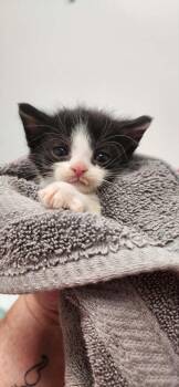 Domestic Short Hair Cats Available for Adoption in Republic, Missouri - Hobie | PetCurious