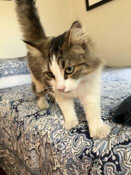 Rescue Domestic Medium Hair Cats for Adoption in New Orleans, Louisiana - Lilly | PetCurious