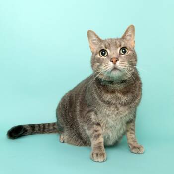 Rescue American Shorthair Cats for Adoption in Franklin, Tennessee - Lupin | PetCurious