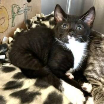 Aaron -  Domestic Short Hair Cat for Adoption - Aaron | PetCurious