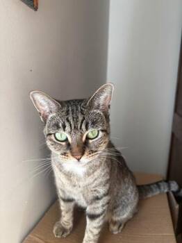 Pippa -  Domestic Short Hair Cat for Adoption in New York, New York - Pippa | PetCurious