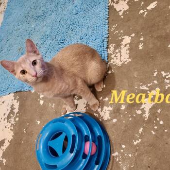 Meatball -  American Shorthair and Tabby Cat for Adoption in Mission Viejo, California - Meatball | PetCurious