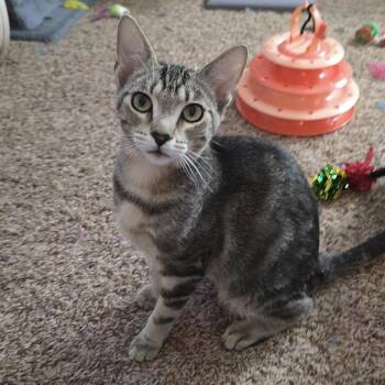 Domestic Short Hair Cats Available for Adoption in Buffalo, New York - Galley  | PetCurious