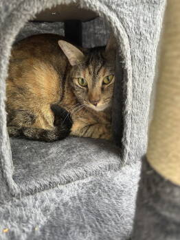 Rescue Tabby and Domestic Short Hair Cats for Adoption in Virginia Beach, Virginia - Maya | PetCurious