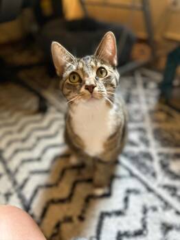 Lilly -  Domestic Short Hair Cat for Adoption in Hermitage, Pennsylvania - Lilly | PetCurious
