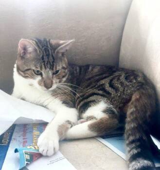 Ali -  Domestic Short Hair Cat for Adoption in Walled Lake, Michigan - Ali | PetCurious