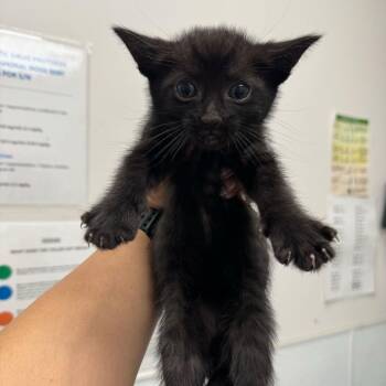 Domestic Short Hair Cats Available for Adoption in Los Angeles, California - Habanero | PetCurious