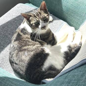 Domestic Short Hair Cats Available for Adoption in Springfield, Oregon - Xavier Angel | PetCurious