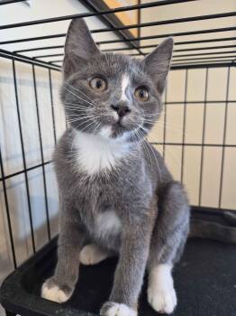Beatrix -  Domestic Short Hair Cat for Adoption in Richmond, Kentucky - Beatrix | PetCurious